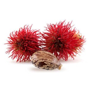 huile-vegetale-ricin-graine-ricin
