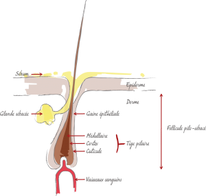 schema_coupe_cheveu
