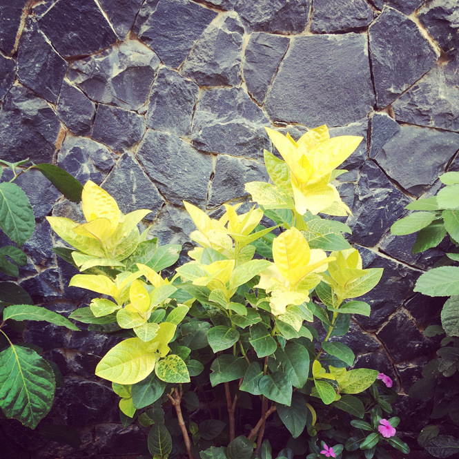 goree fleurs jaunes nappy pretty girl